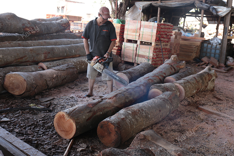 Xưởng khai thác và cưa cắt gỗ Tràm Bông Vàng tự nhiên