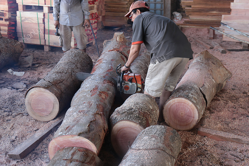 Lựa chọn và khai thác được những cây Keo Lá Tràm có hoành lớn cỡ 40-60cm trở lên