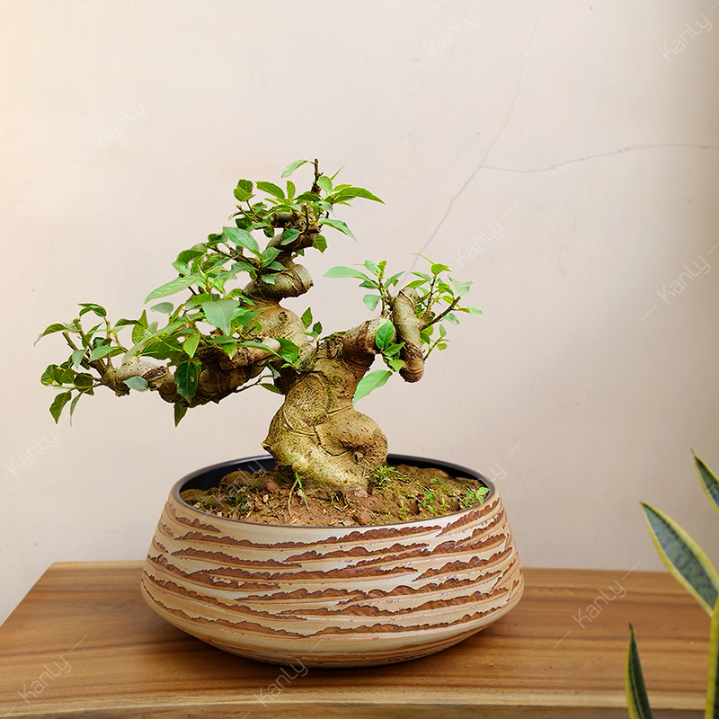 Chậu sứ trồng cây cảnh, bonsai mỹ thuật SU009